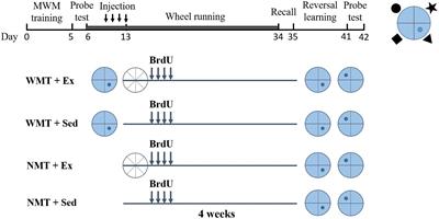 Memory Traces Diminished by Exercise Affect New Learning as Proactive Facilitation